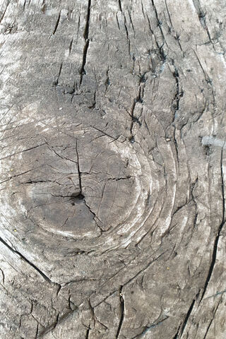 Whispers of the Ancient Forest 🌳✨