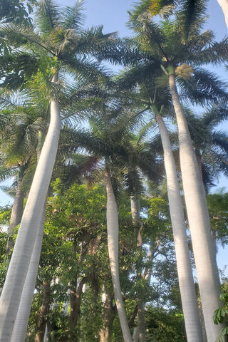 Majestic Palmeras: Nature's Towering Giants 🌴✨