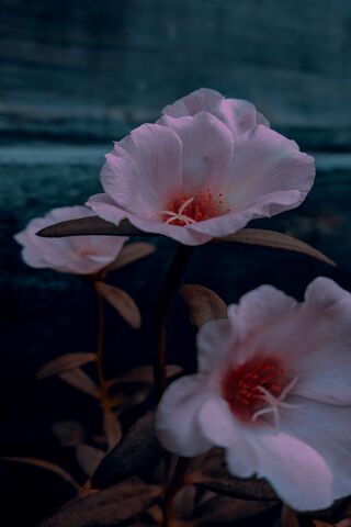 Whispers of Pinkish Blooms 🌸✨