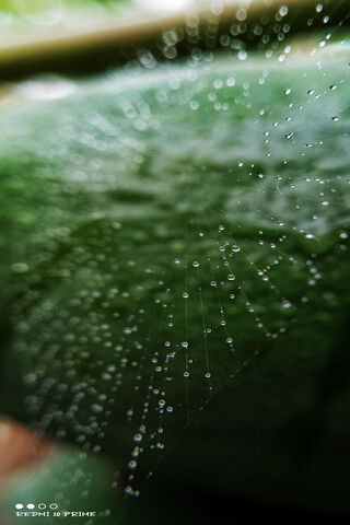 Spider Web Droplets