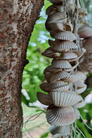 Nature's Nautical Necklace 🌊✨