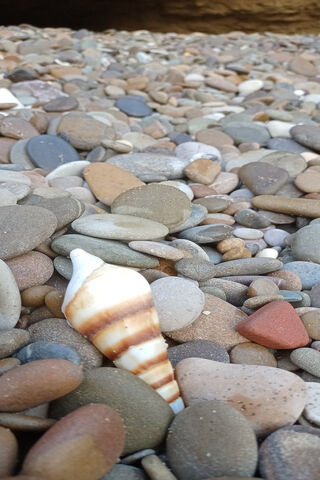 Whispers of the Shore: The Shell's Journey 🌊🐚