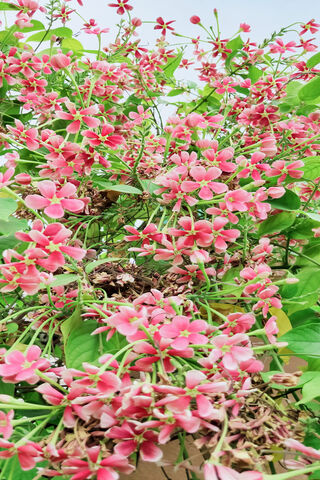 Blossoms of Joy: A Floral Delight 🌸✨