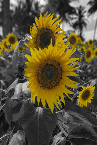 Sunflower