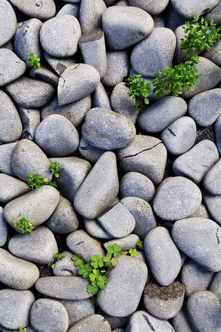 Nature's Resilience: Stones and Greenery 🌿
