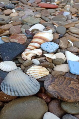 Treasures of the Shore: A Shell's Journey 🌊🐚