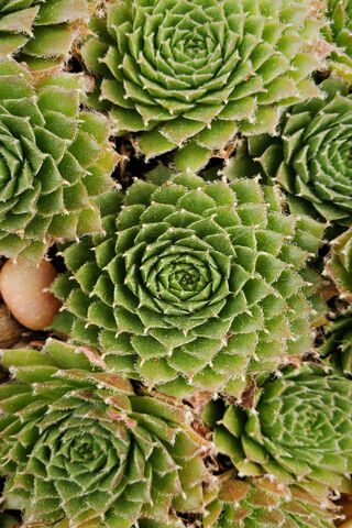 Nature's Green Spiral: The Beauty of Succulents 🌿✨
