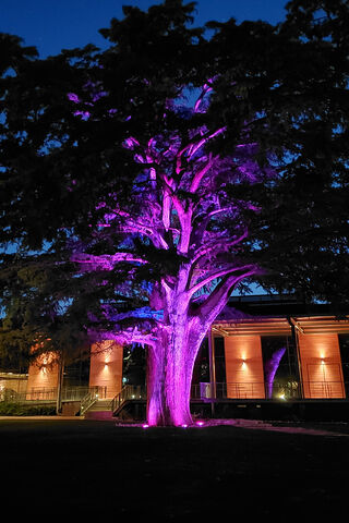 Mystical Glow: The Enchanted Tree