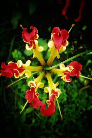 Nature's Fiery Star 🌟🌺