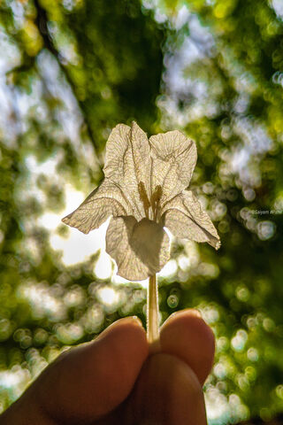 Whispers of Light: A Floral Dream 🌼✨