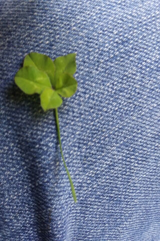 5 Leaf Clover