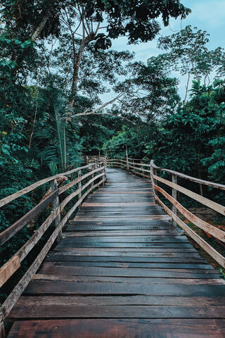 Journey Through the Amazon: A Path Less Traveled 🌿🌍