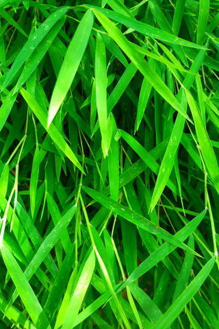 Lush Green Symphony: The Beauty of Bamboo Leaves 🌿✨
