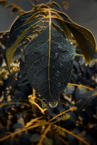Mystical Elegance: The Black Golden Leaf 🌿✨