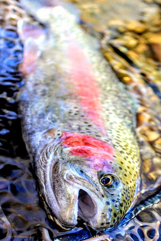 The Enigmatic Beauty of the Dark Rainbow Trout 🌈🐟