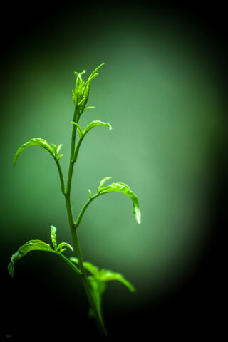 Emerald Elegance: The Dark Green Wonder 🌿✨