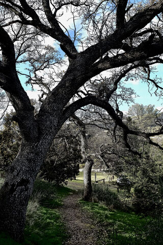 Dark Oak