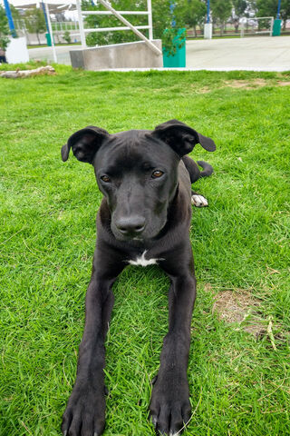 Charming Black Pup Enjoying the Outdoors 🐾
