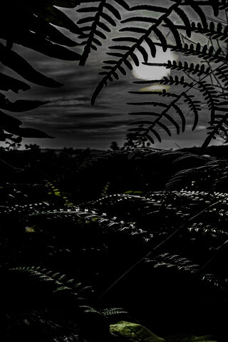 Whispers of Twilight 🌒