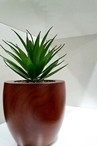 Modern Greenery: A Touch of Nature