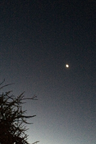 Moonlit Serenity: A Night's Embrace 🌙✨