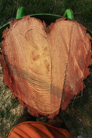 Heart of the Forest: A Logging Journey 🌲❤️