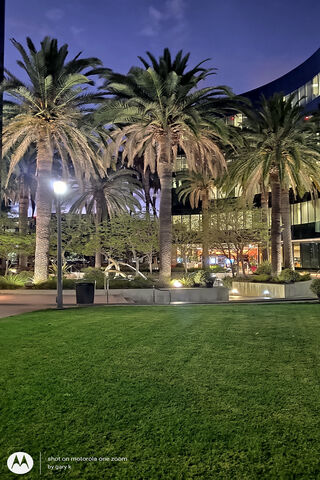 Palm Paradise: A Night Under the Stars 🌴✨