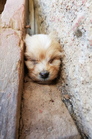 Cuddle Up with Mini Cachorro! 🐶💖