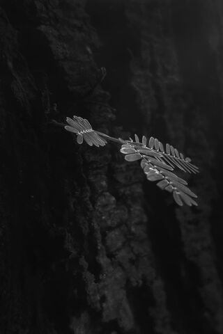 Whispers of the Dark 🌿✨