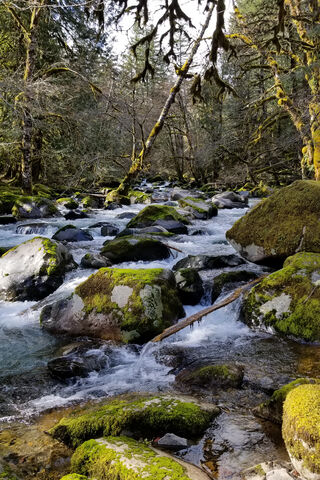 Enchanted Streamside Serenity 🌿💧