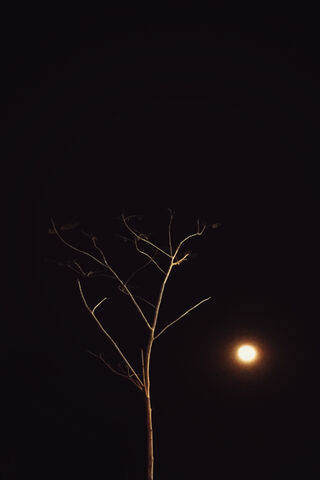 Whispers of the Night 🌙