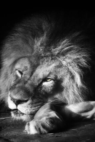 The Watchful King 🦁👁️