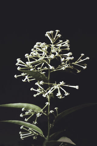 Whispers of Nature: The Elegance of Flora 🌿✨