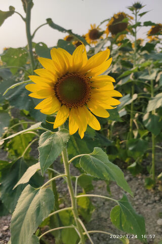 Golden Radiance: The Sunflower's Embrace 🌻✨