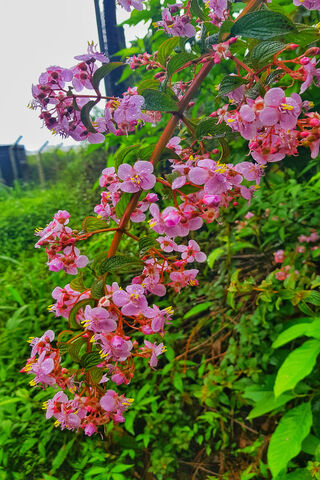 Blossoms of Joy: A Floral Delight 🌸✨