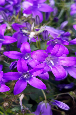 Vibrant Blooms of Spring 🌸✨