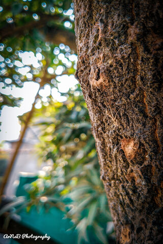 Nature's Guardian: The Tree of Life 🌳✨