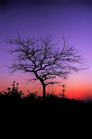 Whispers of the Twiligh..