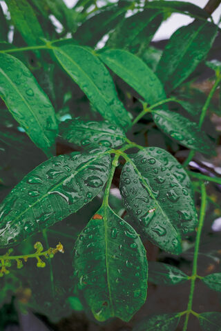 Nature's Refreshing Embrace 🌧️🍃