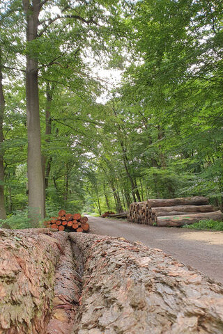 Serenity in the Wald: Nature's Timber Treasure 🌲✨