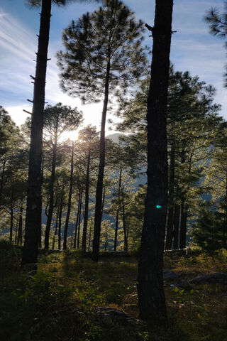 Golden Glow in the Pines 🌅🌲