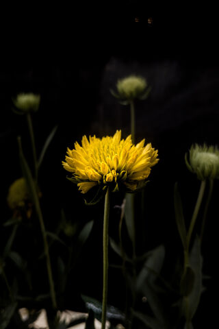 Radiant Glow: The Amoled Sunflower 🌻✨