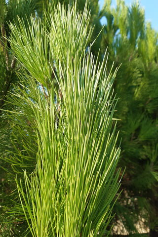 Agac: Nature's Green Wonder 🌲✨