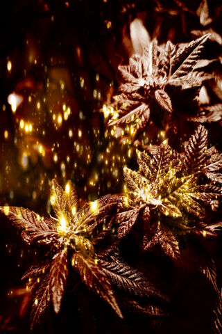 All That Glitters