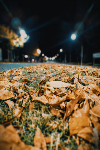 Whispers of Fall: A Nighttime Stroll