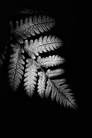 Shadows of Nature: A Monochrome Dance