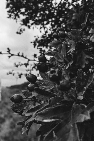 Mysteries of the BW Berry Bush 🍇🌿