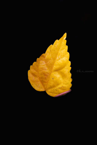 Golden Leaf Against the Void 🍂✨