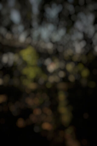 Mystical Haze: Nature's Dream