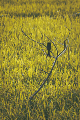 Black Drongo